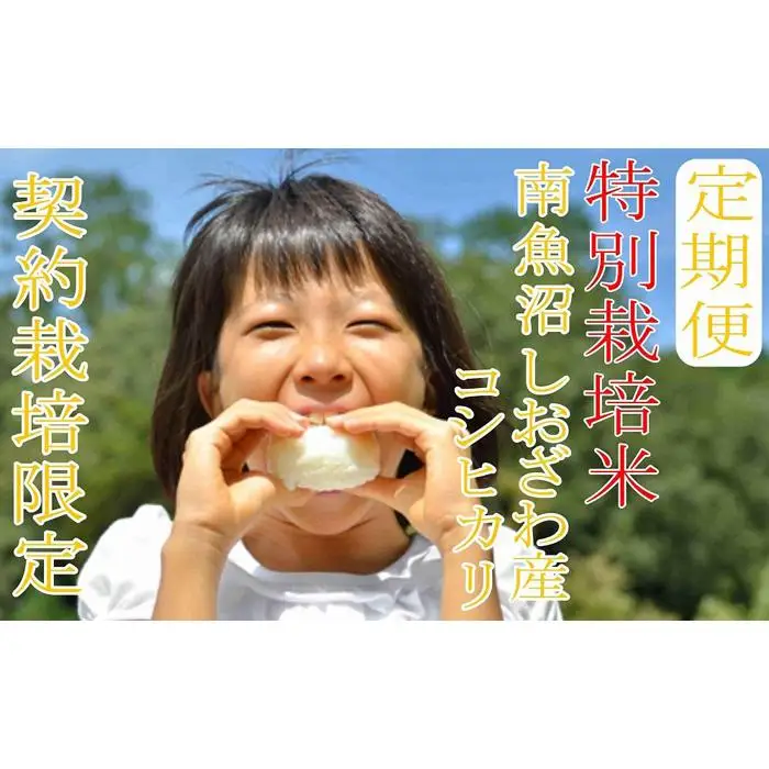 【令和7年産】※定期便：8Kg×12ヶ月※特別栽培 生産者限定  南魚沼しおざわ産コシヒカリ【定期便 銘柄米 ブランド米 精米 こしひかり コシヒカリ 魚沼産 新潟米 産地直送 お米 米 こめ コメ ご飯 御飯 ごはん】