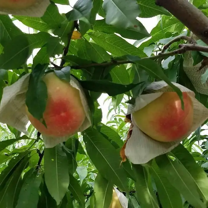 和歌山県産 桃 5玉～6玉 約1.5kg 秀品［US35］