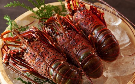 伊勢海老 活〆冷凍伊勢海老 伊勢海老汁 伊勢エビ いせえび エビ えび 海老 刺身 豪華お造り 活〆冷凍 イセエビ 約1kg（2～5尾） MG-06