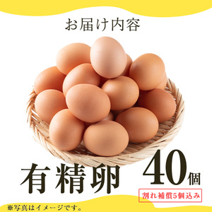 No.779 ＜定期便・全6回(連続)＞鹿児島県産美山オリーブ卵(40個×6ヶ月連続) 割れ保証付 国産 九州産 鹿児島県産 たまご タマゴ オリーブ 卵 鶏卵 生卵 おかず TKG 卵かけご飯 朝食 定期便 頒布会 数量限定【美山たまご王国】