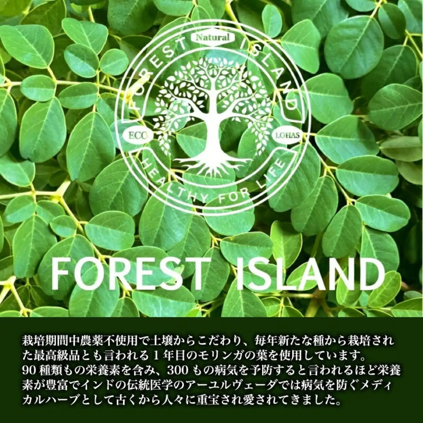 モリンガティー・モリンガパウダー【FOREST ISLAND】｜ 無添加 モリンガパウダー モリンガ 粉末 モリンガ茶 国産モリンガ バージンモリンガ