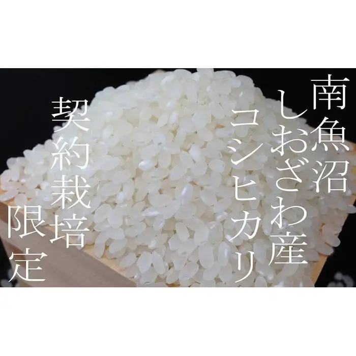 【令和7年産】【定期便15Kg×3ヶ月】契約栽培限定 南魚沼しおざわ産コシヒカリ【定期便 銘柄米 ブランド米 精米 こしひかり コシヒカリ 魚沼産 新潟米 産地直送 お米 米 こめ コメ ご飯 御飯 ごはん】