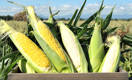 北海道産 とうもろこし 令和7年発送 ピュアホワイト5本＆あまいんです5本 南幌町 NP1-174