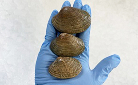 北海道 厚岸産 スーパー あさり（Lサイズ）1kg アサリ 味噌汁 魚介類 浅利 