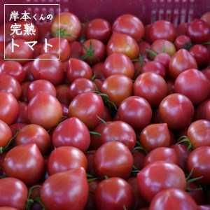 岸本くんの完熟トマト 約3.2kg ( 400g×８パック ) 野菜 産地 直送 人気 国産 愛媛県 愛南町 発送期間：2026年2月1日-6月20日
