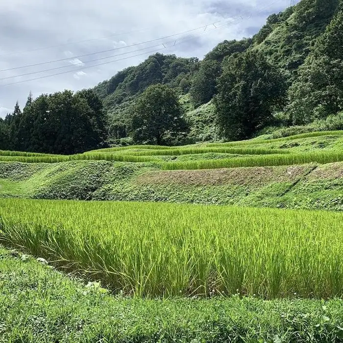 南魚沼塩沢コシヒカリ【西山の天水田米】精米5kg【銘柄米 ブランド米 精米 こしひかり コシヒカリ 魚沼産 新潟米 産地直送 お米 米 こめ コメ ご飯 御飯 ごはん】