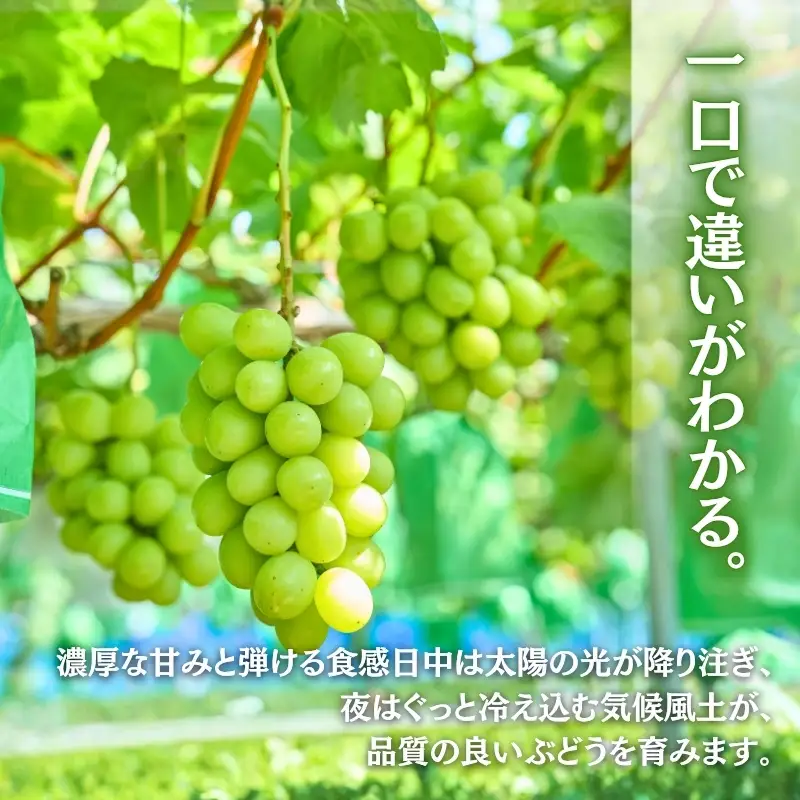 ＜2026年発送分　先行予約受付中！！＞ 厳選朝採りシャインマスカット 約1.6～2.0kg（2～3房）シャインマスカット