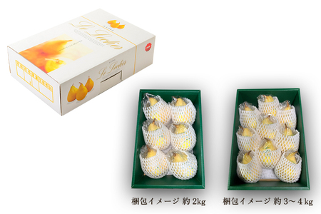 【2026年先行予約】新潟特産 幻の洋梨ル・レクチェ 秀品 約3kg (7～9玉) 《11月下旬～順次発送》 塩原久七農園