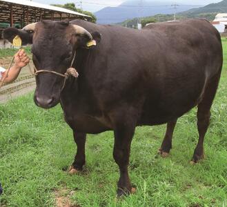 【訳あり】A5～4等級 博多和牛ヒレ焼肉