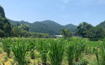 じっくり土鍋焙煎 真菰茶 ３袋セット お茶 健康茶 お茶の葉 茶葉 無農薬 健康 スーパーフード