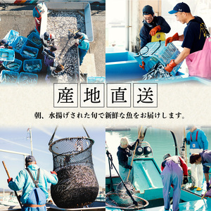 【定期便全３回】産地直送！ 海陽町より旬の魚をお届け！ 鮮魚セット 中セット 約４kg×３ヶ月連続  詰め合わせ 