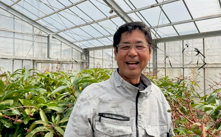 マンゴー 【2026年発送】ミツバチの受粉で育てた喜久川さんの完熟マンゴー 約2kg ◆秀品◆ フルーツ 果物