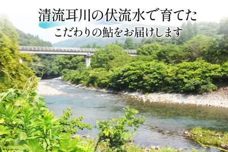 鮎 冷凍 こだわりの鮎 約1kg あゆ [452060794]