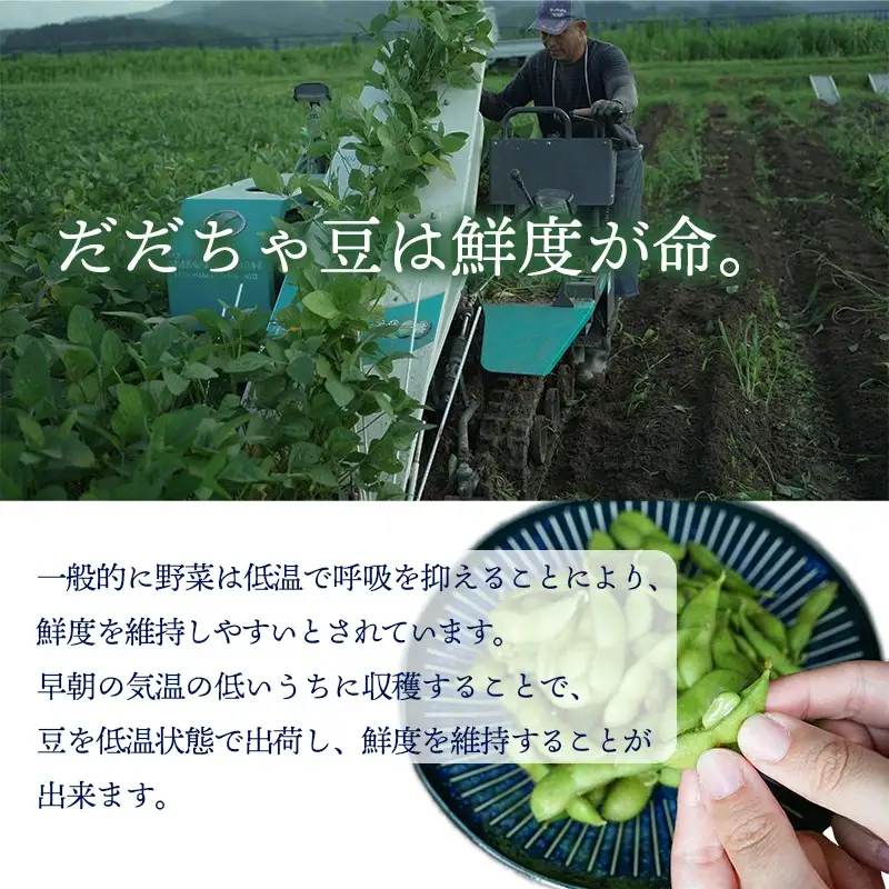 数量限定【令和8年産先行予約】 白山だだちゃ豆　4kg（500g × 8袋） + 訳あり200g　鶴岡市白山産　長五郎