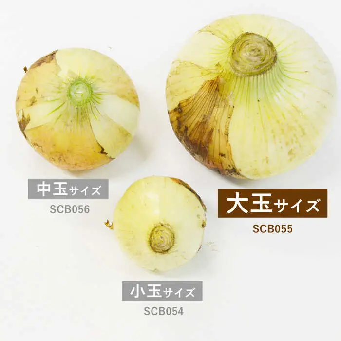 【2026年3月中旬-発送】【柔らかくて甘い！】塩玉ねぎ 約4kg（大玉）/ 新たまねぎ 新玉ねぎ 新タマネギ 玉ネギ 玉ねぎ たまねぎ タマネギ / 南島原市 / 長崎県農産品流通合同会社 [SCB055]