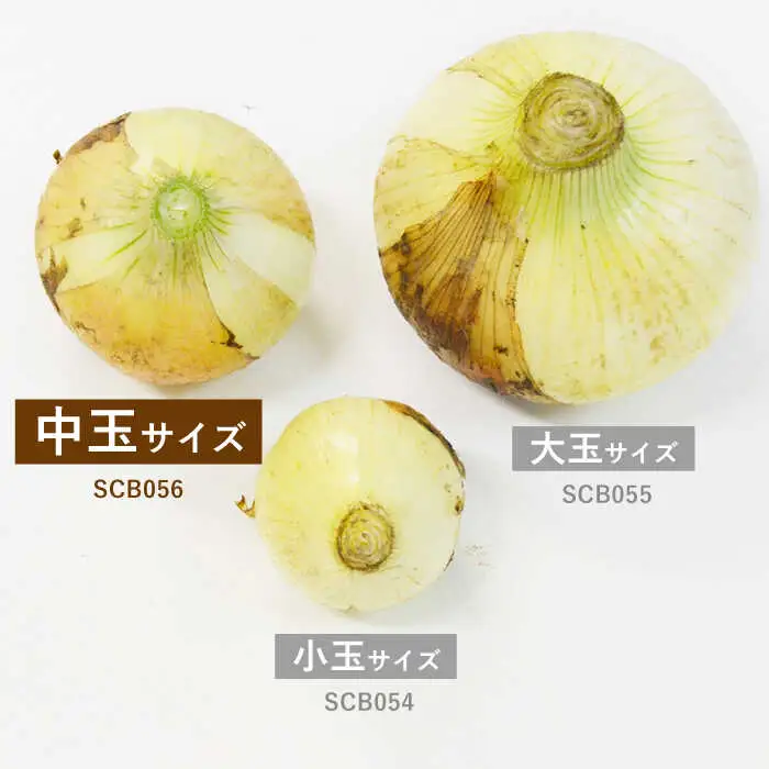 【2026年3月中旬-発送】塩玉ねぎ 約3kg [SCB056] 玉ねぎ