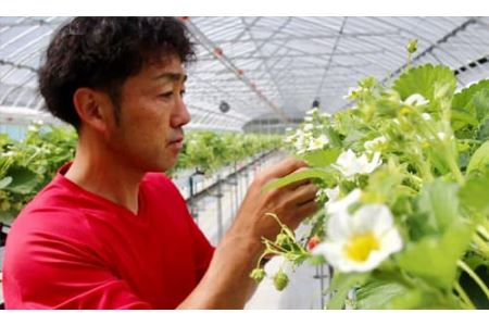 【先行予約R8年 6月下旬より順次発送】みやむら農園　希少な夏いちご『サマープリンセス（２パック）』