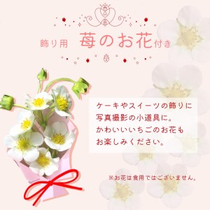 【先行予約R8 年 7月以降順次発送】大空夏いちご農園　希少な夏いちご『サマープリンセス』１箱（2パック入り）【お届け希望日をご指定下さい（７月下旬から11月中旬まで）】