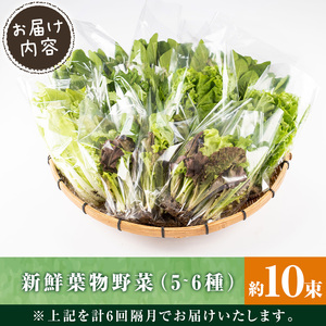i678-A ＜定期便・計6回(隔月)＞ひかりのお野菜(約10束・5～6種) 野菜 やさい 葉物 旬 定期便 ほうれん草 水菜 チンゲン菜 小松菜 リーフレタス ルッコラ 水耕栽培 ミックスリーフ 山東白菜 何が届くかはお楽しみ【ひかりの郷】