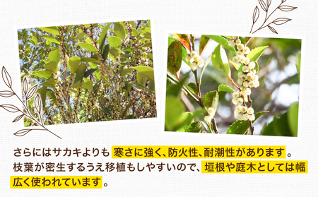 植木ヒサカキ(びしゃこ)苗木[高さ約40cm×1本] 農事組合法人 桃山町植木組合《90日以内に出荷予定(土日祝除く)》和歌山県 紀の川市 植木 植物 ヒサカキ 送料無料
