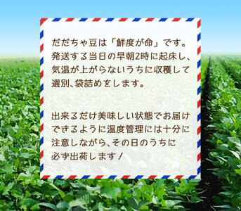【令和8年産先行予約】朝採りだだちゃ豆 【白山】1.5kg (500g×3袋) 枝豆　小池半左衛門