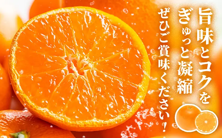 鹿児島県産 新生十万みかん 約10kg 祝迫果樹園《1月中旬-2月中旬頃出荷》鹿児島県 さつま町 みかん 十万みかん 蜜柑 柑橘 果物 くだもの フルーツ ジューシー