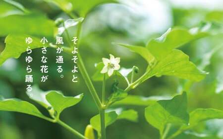 沖縄島とん満足セット【古謝ぐゎー商店】