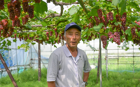 FYN9-630 山形県 西川町産 デラウェア 2kg(12～16本) L～2L 箱詰め 2026年8月中旬から順次発送 葡萄 ぶどう 種無し 果物 くだもの フルーツ 自宅 家庭