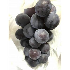 【2026年先行予約・数量限定】朝採り 巨峰「種なし」 訳あり品 約２kg＜2026年8月中旬～発送＞