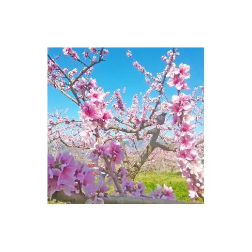 【2025年7月より順次発送】山梨県産 桃 朝採れ 2kg 6 ～ 8 玉 日本一 産地 特産品 旬 完熟 お中元 贈り物 贈呈用 ギフト 果物 フルーツ くだもの ピーチ 産地直送 送料無料 さんちゃんファーム