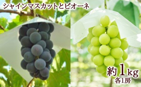 《2026年先行予約》みちのく【大暑】夏のフルーツ定期便 全4回 FSY-2389