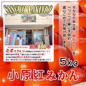 ≪先行受注≫小原紅早生みかん 香川県産 約5kg( S ～ Lサイズ )｜みかん