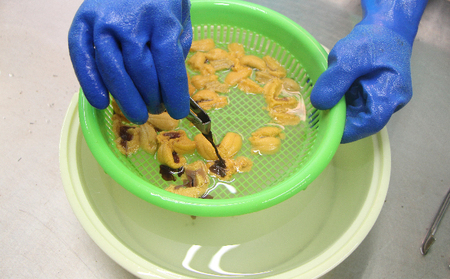 北海道 礼文島産 新鮮生うに キタムラサキウニ 40g×2パック［野崎水産］【 うに ウニ 雲丹 生うに ムラサキウニ 素材本来の味 海鮮 うに丼 甘み 産地直送 】