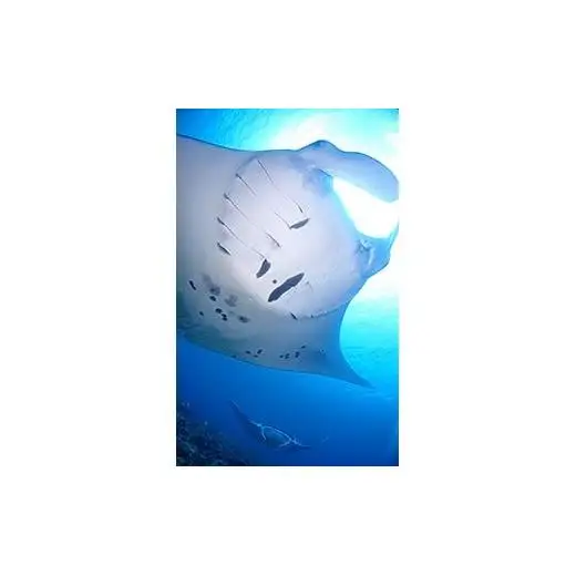 ファンダイビング利用券　石垣島のマンタ・サンゴ・ウミガメに会いに行こう！【沖縄県 石垣市 ダイビング 利用券 海 ダイバー マンタ 珊瑚 ウミガメ 旅行】YD-1-1