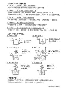【2026年11月以降お届け】久留米の特産花卉 椿の苗木3種3本セット（椿2年生苗/高さ30cm前後）_苗木 椿 3種 セット 久留米の特産花卉 最小白花 正義 太郎冠者 産地直送 秋～春 開花 一重咲 八重咲 鑑賞 育て方 説明書付き  鉢植え 植え付け 花 庭 園芸 ガーデニング 久留米つばき研究会 特産品 福岡県 久留米市 お取り寄せ 送料無料 〔Hf026〕
