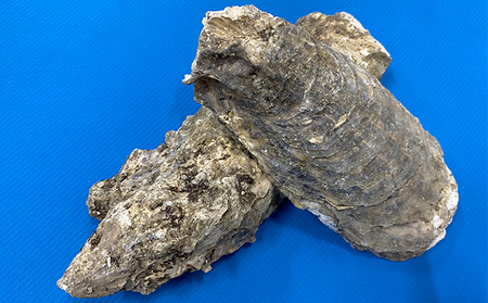 かきがら石灰 5kg 天然牡蠣殻使用 家庭菜園 ガーデニング 園芸 肥料