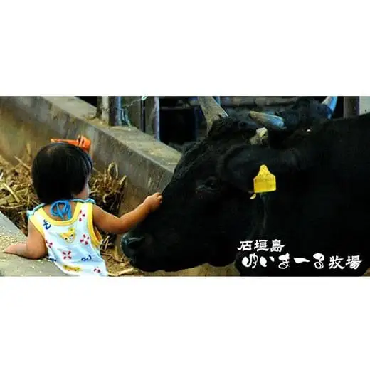 石垣牛金城 旨いカレー　4食セット U-6-1