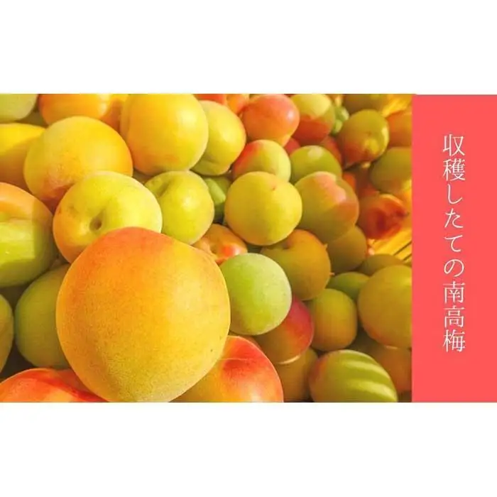 無添加  白干梅（小粒450g）紀州南高梅【梅農家厳選　手づくり梅干】