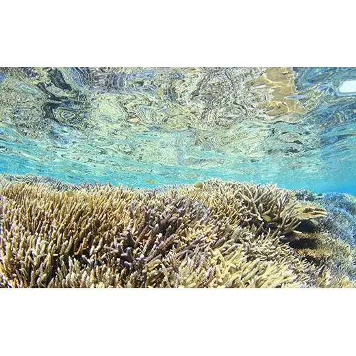 体験ダイビング利用券　石垣島のマンタ・サンゴ・ウミガメに会いに行こう YD-2-1