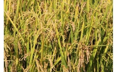 美景農園 野菜定期便 5回 定期便  ≪令和8年産予約受付≫ 新鮮な野菜  [085-03]