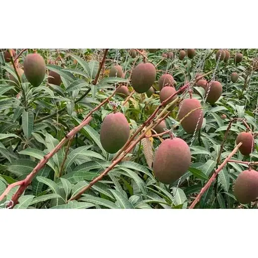 石垣の恵 眠れるマンゴー(450g～500g)2玉 専用箱入 KB-31