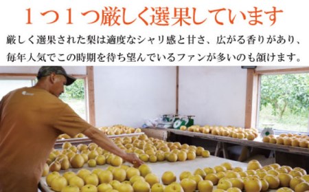 【2026年9月中旬?発送】【シャリッとおいしい！】新高梨 約3.4kg / 梨 なし  南島原市 / ふるさと企画 [SBA030]