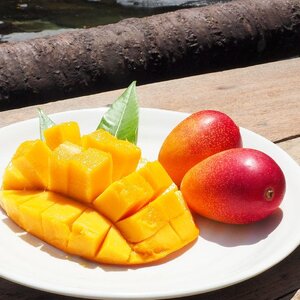 No.1195-4 完熟マンゴー（Ｌ～2Ｌ×2個）