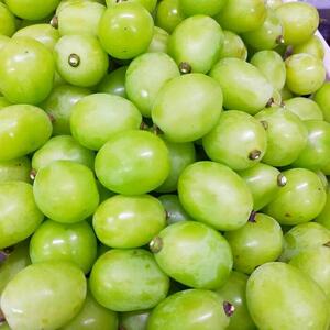 【2026年先行予約・数量限定】朝採り シャインマスカット 訳あり品 約１kg＜2026年8月中旬～発送＞