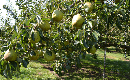 【2026年度先行予約】山形県産 秀品 ラ・フランス 3kg なし ナシ 梨 デザート フルーツ 果物 くだもの 果実 食品 山形県 FSY-0454