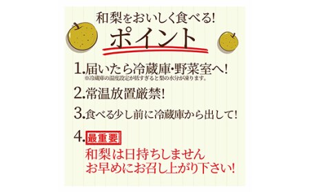 《先行予約 2026年9月中旬発送》山形県産 和梨 約3kg なし ナシ 梨 デザート フルーツ 果物 くだもの 果実 食品 山形県 FSY-0457