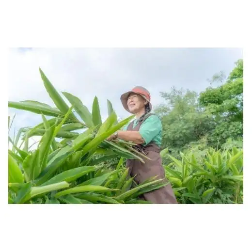 満月月桃発酵茶　50g×2個セット