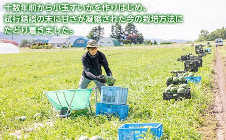 【2026夏発送】富良野産 大玉 スイカ 2L（7kg～）1玉 【マイティ21】北海道 ふらの すいか 西瓜 夏 フルーツ ふらの 甘い 糖度 大きい 大だま (畠山農園）