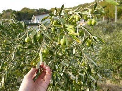 【空井農園】小豆島の農家が作ったオリーブオイル ルッカ種／200ml