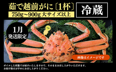 【先行予約】【1月発送限定】茹で越前がに 1杯 750g～900g（大サイズ以上）《新鮮！茹でたてを発送》／ 高級 福井 ブランド ズワイガニ 黄色タグ ボイル 冷蔵 蟹 カニ 期間限定 ※2027年1月上旬～2027年1月下旬で発送 [aw002-x003_01]